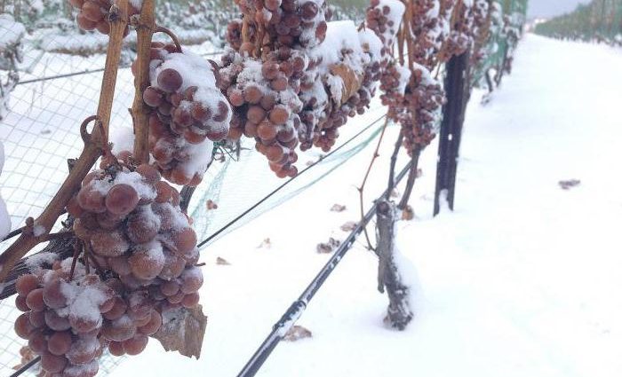 Shelter of grapes for the winter in Siberia