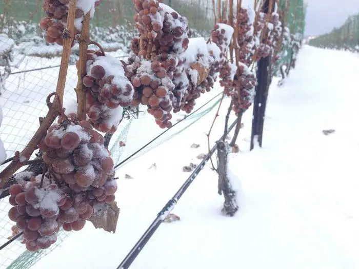 Shelter of grapes for the winter in Siberia