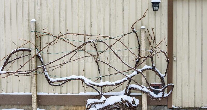 Shelter of grapes for the winter in the middle lane