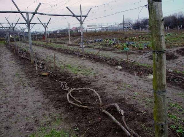 Shelter of grapes for the winter in the suburbs