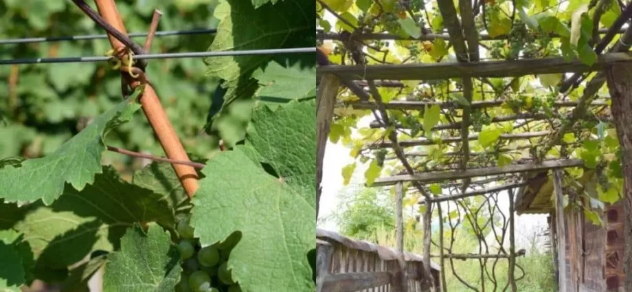 Shelter of grapes for the winter in the suburbs