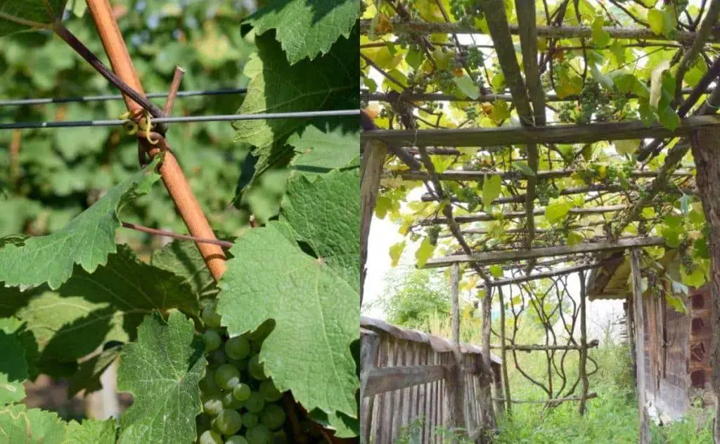 Shelter of grapes for the winter in the suburbs