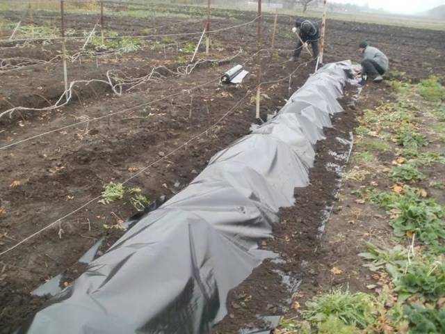 Shelter of grapes for the winter in the Urals