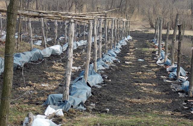 Shelter of grapes for the winter in the Urals