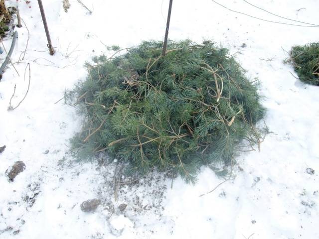 Shelter of grapes for the winter in the Urals