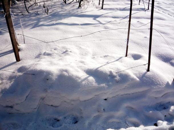 Shelter of grapes for the winter in the Urals