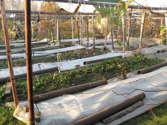 Shelter of grapes for the winter in the Urals