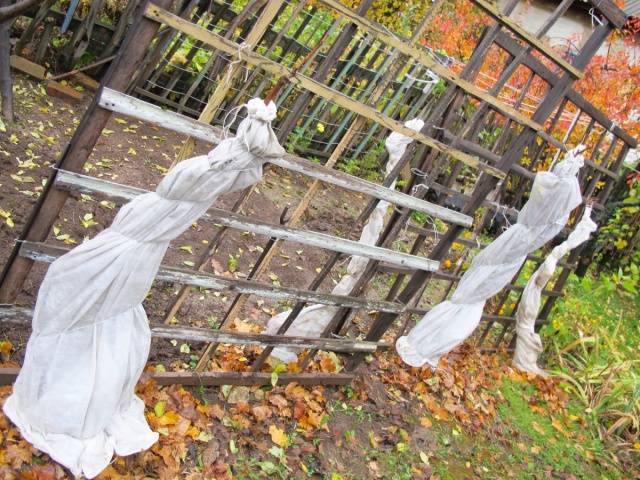 Shelter of grapes for the winter in the Urals