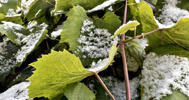 Shelter of grapes for the winter in the Urals