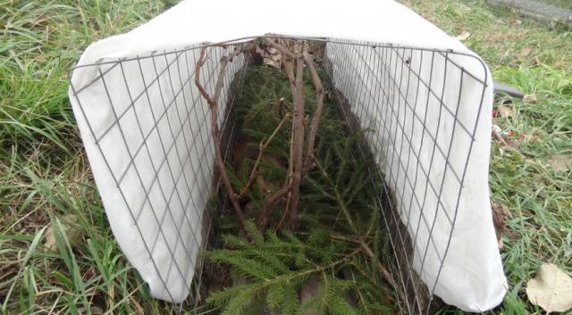 Shelter of grapes for the winter in the Urals