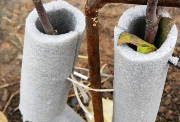 Shelter of plants for the winter in the country: caring for perennials in the fall, preparing herbs and flowers for the cold, warming rules