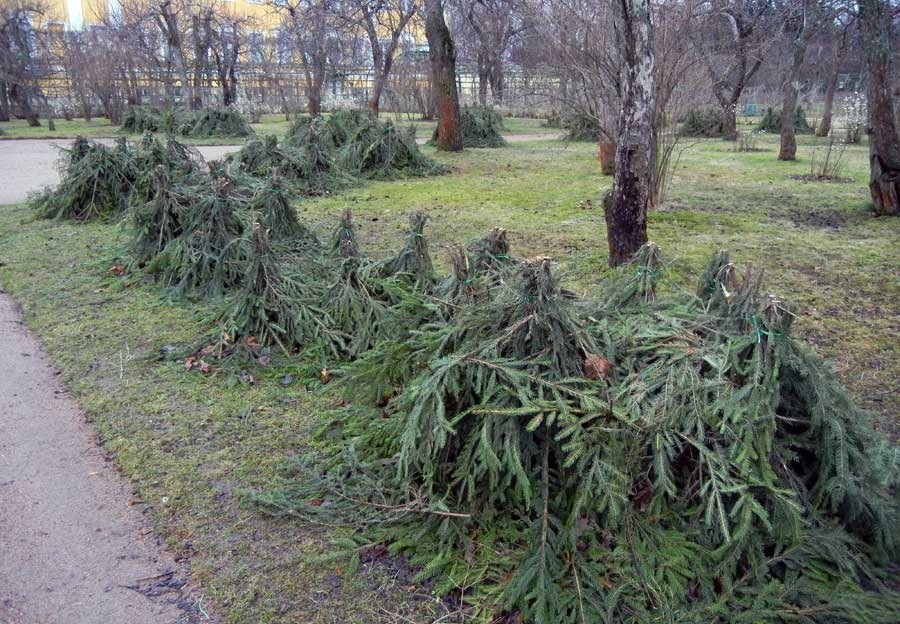 Shelter of roses for the winter in the middle lane: how to protect flowers