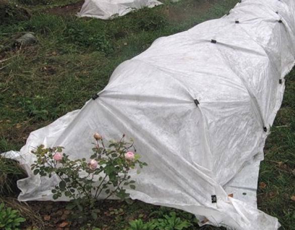 Shelter of roses in the Urals