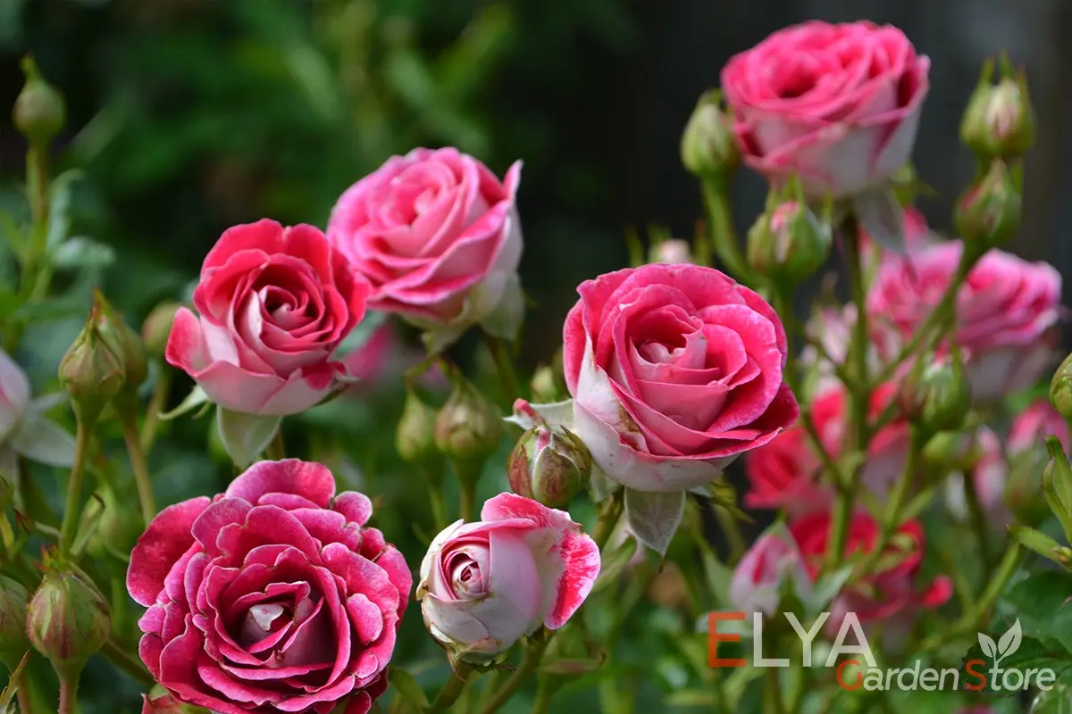 Shelter of roses in the Urals