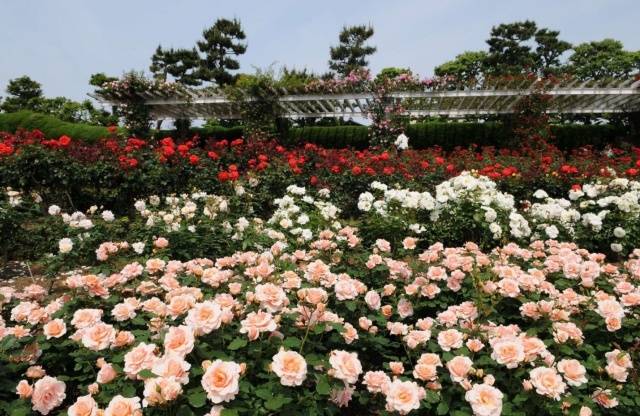 Shelter of spray roses for the winter