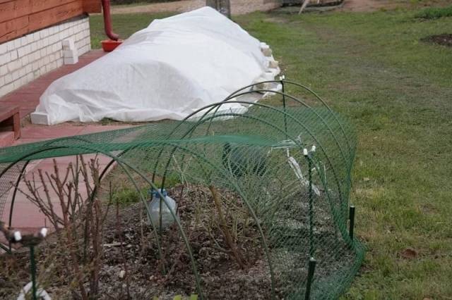 Shelter of spray roses for the winter