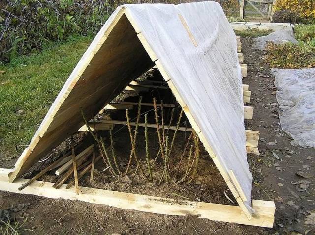 Shelter of spray roses for the winter