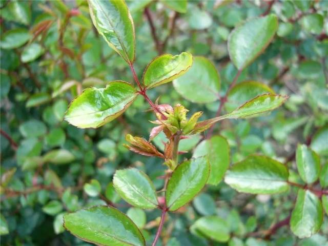 Shelter of spray roses for the winter