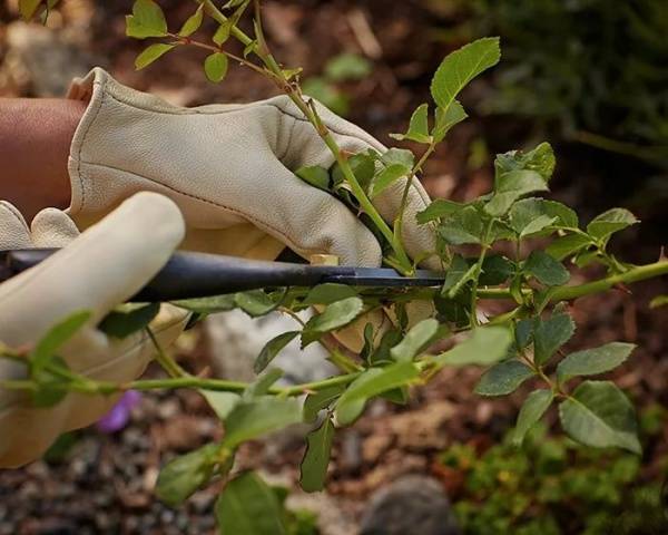 Shelter of spray roses for the winter