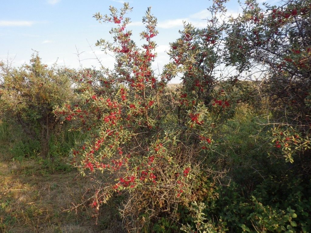 Shepherdia silver: description, pros and cons of the variety, rules for planting and growing + application in landscape design