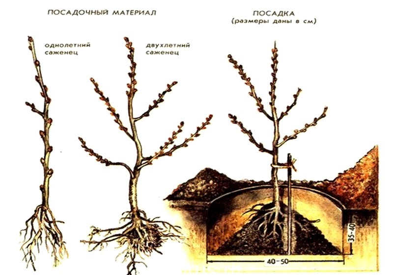 Shepherdia silver: description, pros and cons of the variety, rules for planting and growing + application in landscape design