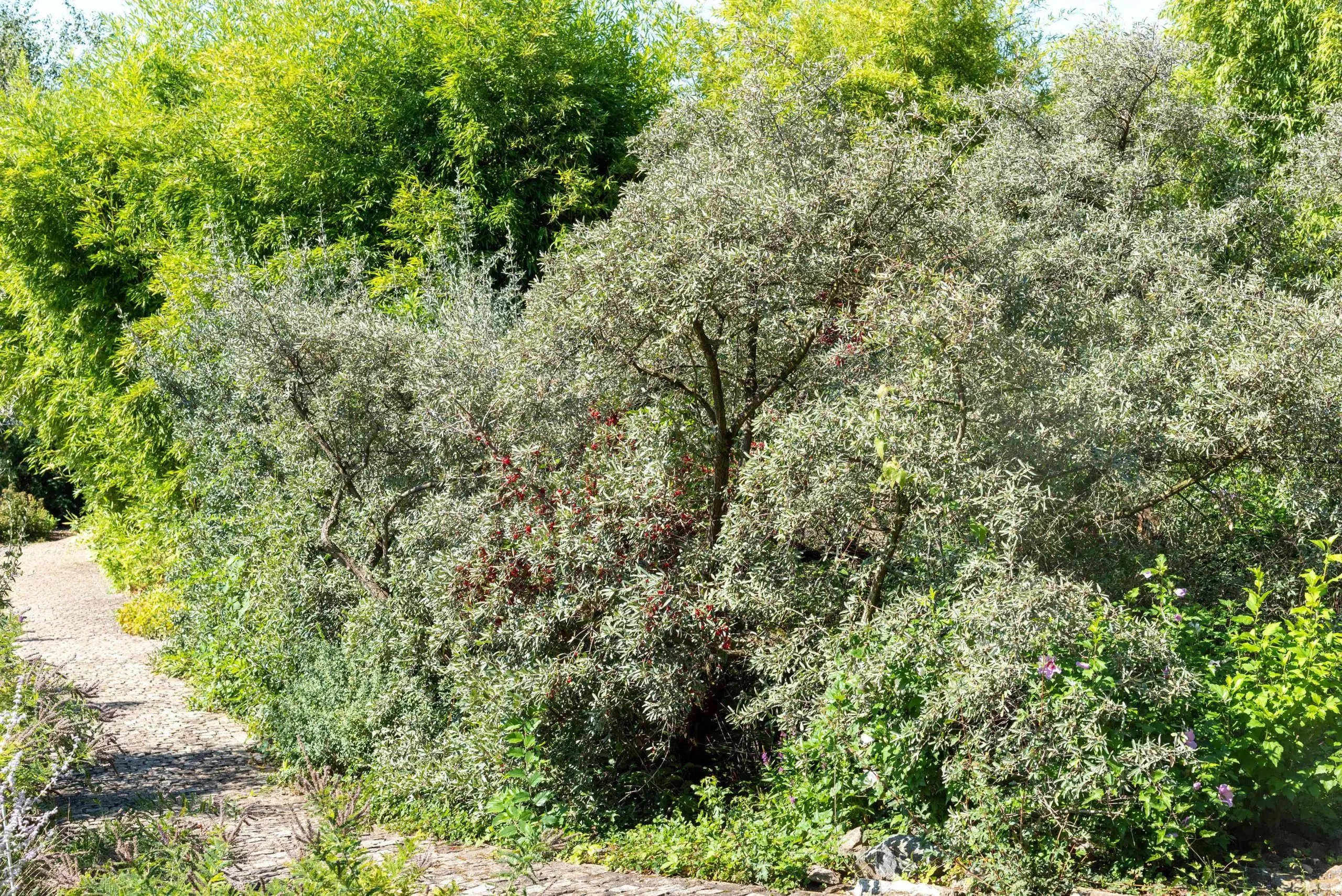 Shepherdia silver: description, pros and cons of the variety, rules for planting and growing + application in landscape design