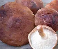 Shiitake (Lentinula edodes) photo and description