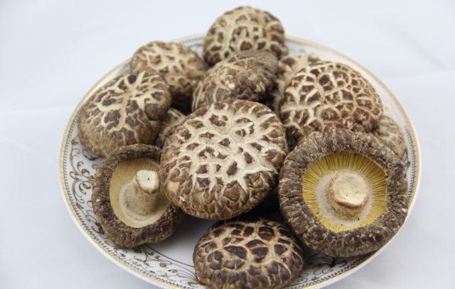 Shiitake mushrooms: contraindications and useful properties