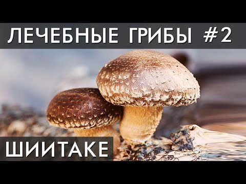 Shiitake mushrooms: contraindications and useful properties