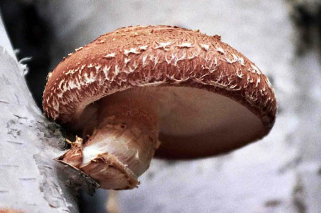 Shiitake mushrooms: what they are, how they look and where they grow