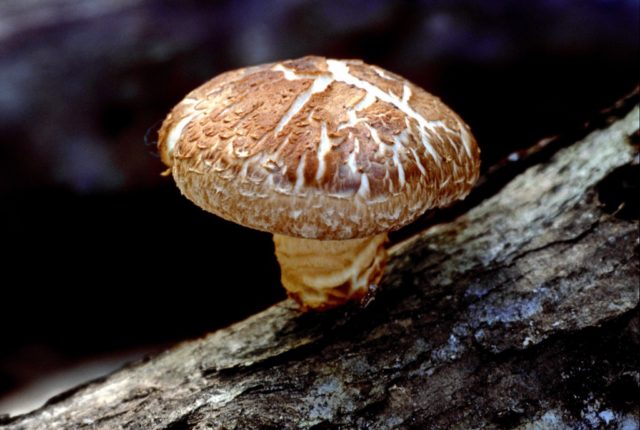 Shiitake mushrooms: what they are, how they look and where they grow