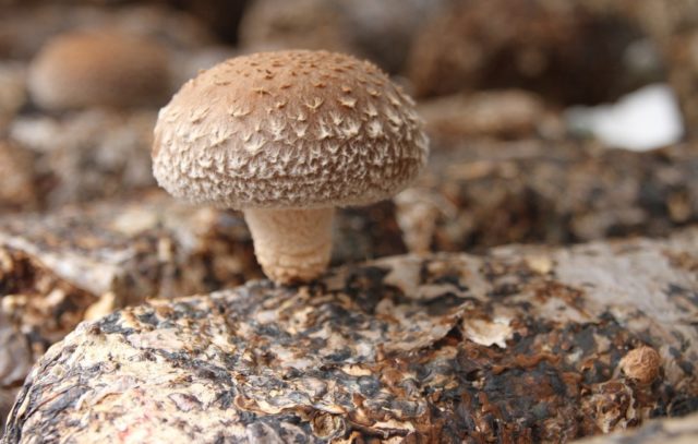 Shiitake mushrooms: what they are, how they look and where they grow