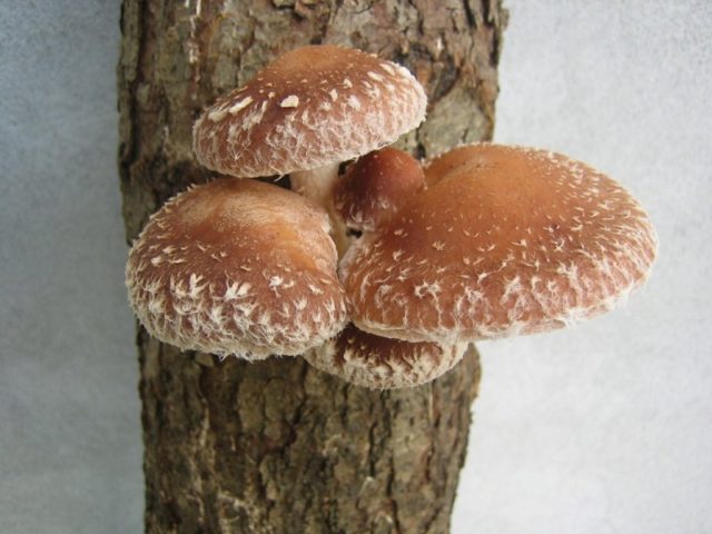 Shiitake mushrooms: what they are, how they look and where they grow