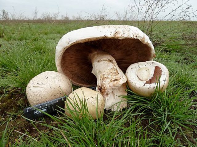 Shiitake mushrooms: what they are, how they look and where they grow