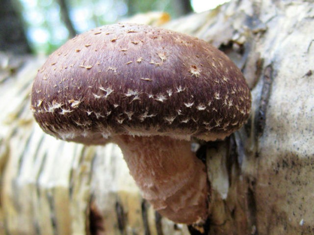 Shiitake mushrooms: what they are, how they look and where they grow