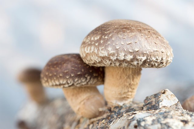 Shiitake mushrooms: what they are, how they look and where they grow