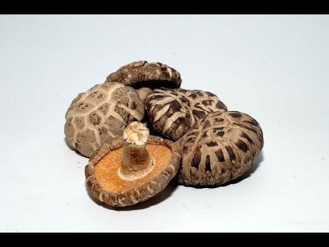 Shiitake mushrooms: what they are, how they look and where they grow