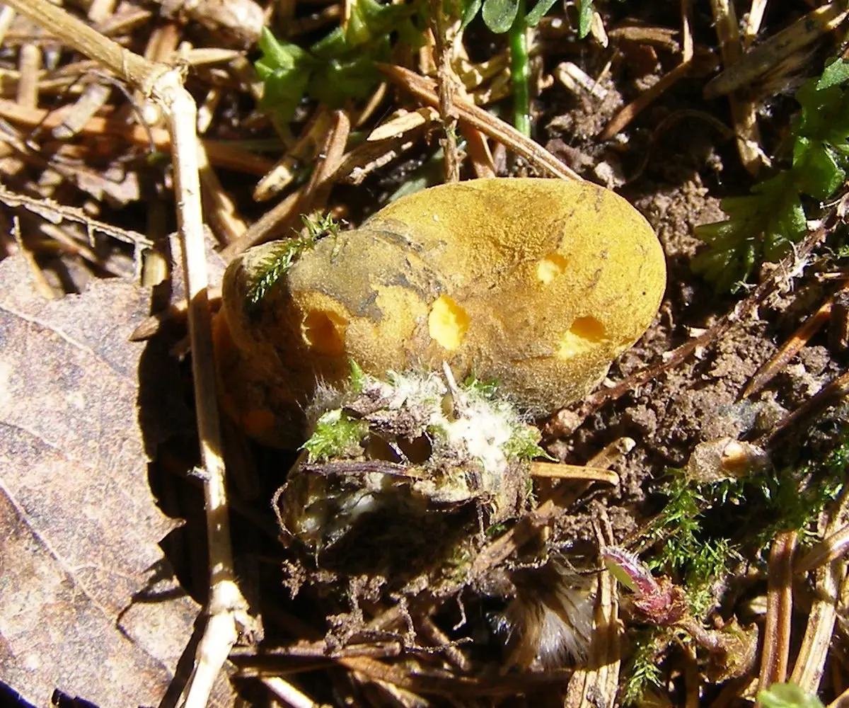 Shiny Caloscypha (Caloscypha fulgens) photo and description