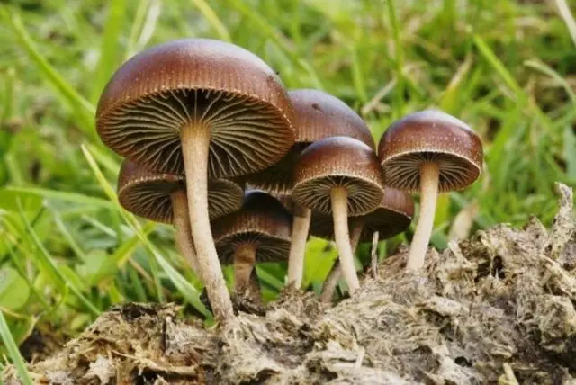 Shitty stropharia (Kakashkina bald head, shitty fly agaric): photo and description