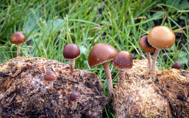 Shitty stropharia (Kakashkina bald head, shitty fly agaric): photo and description