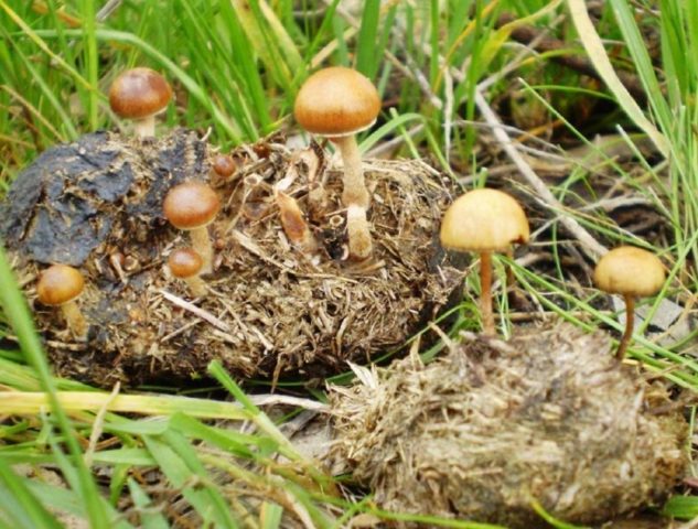 Shitty stropharia (Kakashkina bald head, shitty fly agaric): photo and description