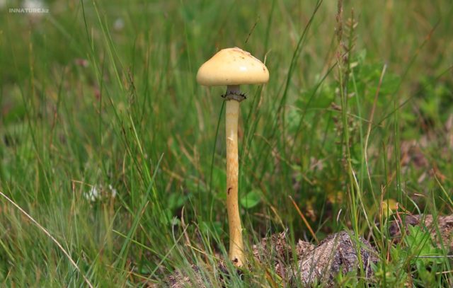 Shitty stropharia (Kakashkina bald head, shitty fly agaric): photo and description