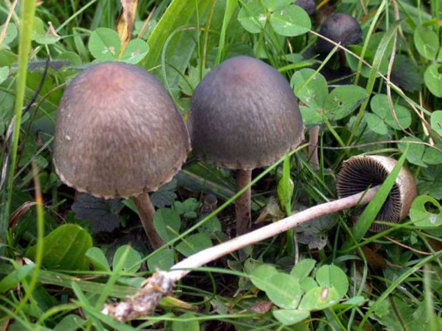 Shitty stropharia (Kakashkina bald head, shitty fly agaric): photo and description