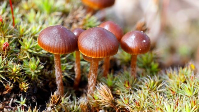 Shitty stropharia (Kakashkina bald head, shitty fly agaric): photo and description