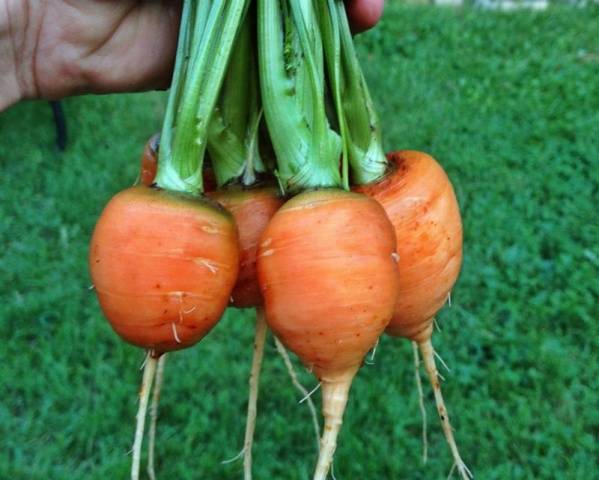 Short and thick carrots