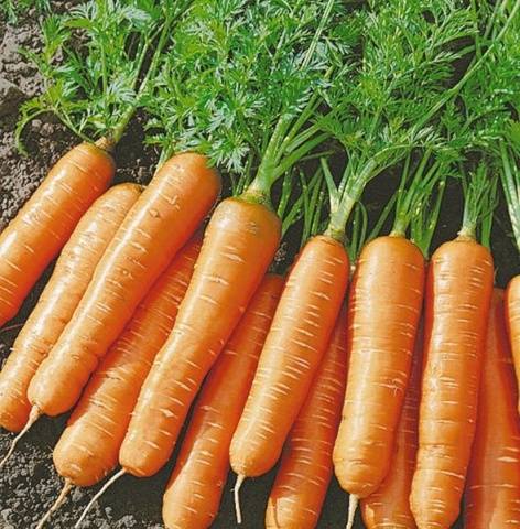 Short and thick carrots