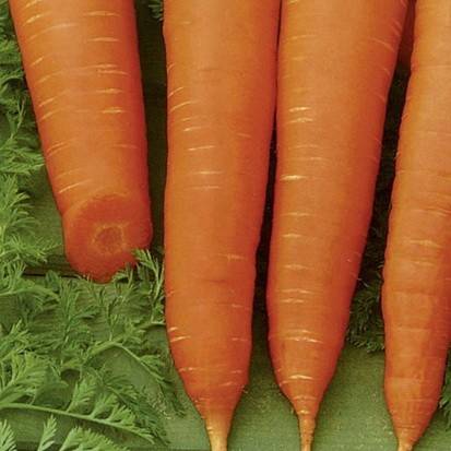 Short and thick carrots