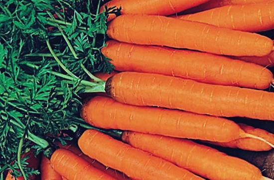 Short and thick carrots