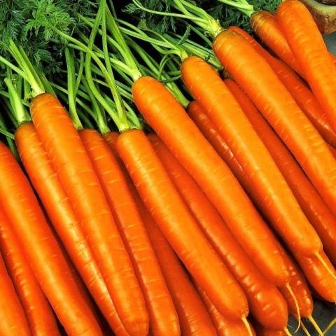 Short and thick carrots