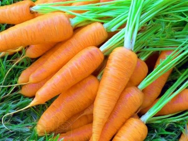 Short and thick carrots